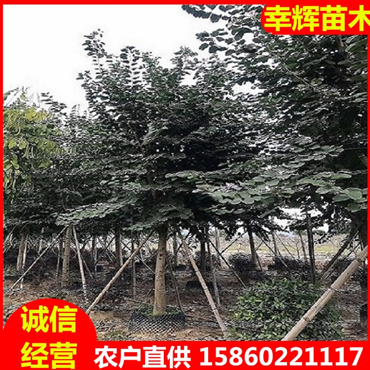 宮粉紫荊批發(fā)宮粉紫荊7-15米徑多種規(guī)格基地長年供應