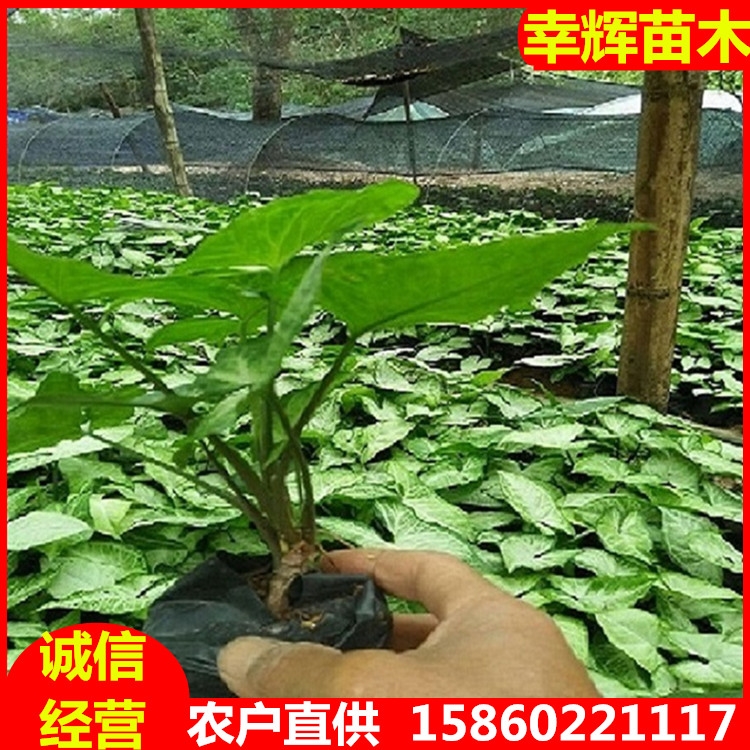 合果芋批發(fā)基地苗木品種齊全農(nóng)戶自產(chǎn)自銷白蝴蝶合果芋袋苗批發(fā)