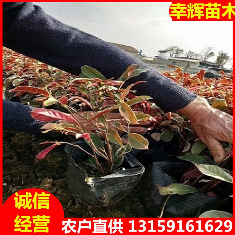 紅背桂基地直供紅背桂價格青紫紅紫均有品種規(guī)格齊全