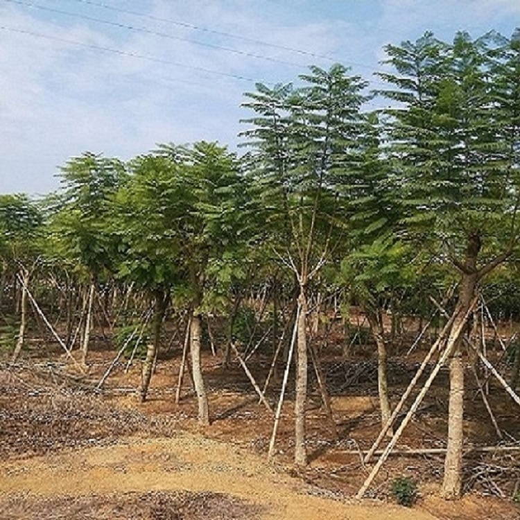 藍花楹基地直供農(nóng)戶自有苗木藍花楹米徑8-30量小支持混批