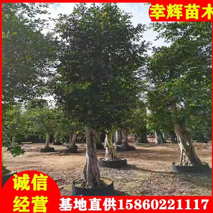 小葉榕榕樹盆景批發(fā)小葉榕地栽苗盆栽小葉榕樁景均有基地批發(fā)