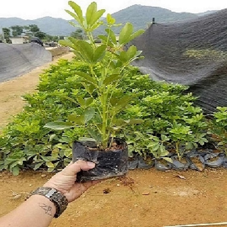 鴨腳木批發(fā)地栽苗盆栽苗袋苗鴨腳木規(guī)格齊全八方來(lái)財(cái)辦公綠化植物