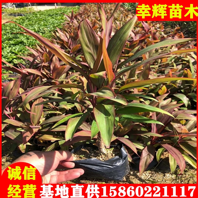 亮葉朱焦批發(fā)紅葉朱焦綠化工程用苗品種規(guī)格齊全漳州苗木基地直供