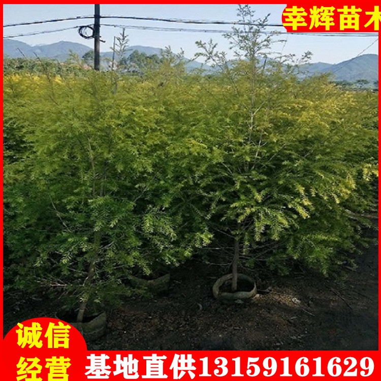 基地批發(fā)黃金寶樹千層金袋苗移植苗大量供應黃金寶樹苗規(guī)格齊全