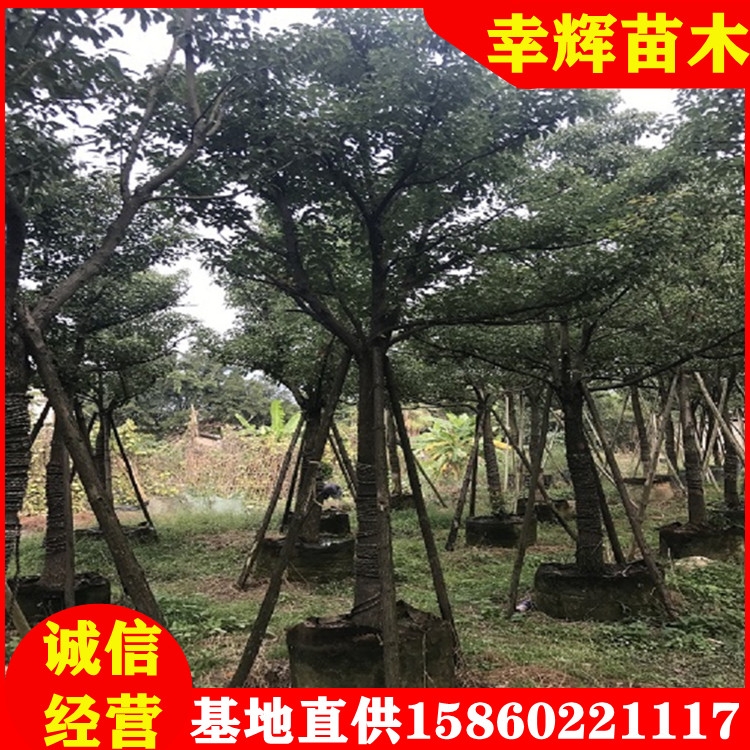 全冠香樟樹(shù)苗批發(fā)米徑10-30移植苗多桿香樟基地大量現(xiàn)貨直供