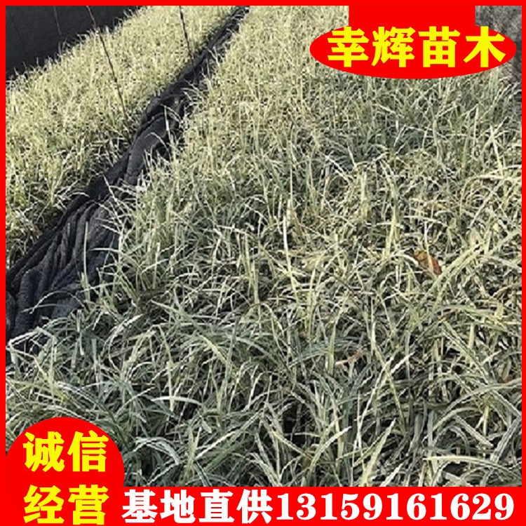 銀邊沿階草批發(fā)綠化小苗袋苗綠化樹苗移植苗基地直供品種規(guī)格齊全