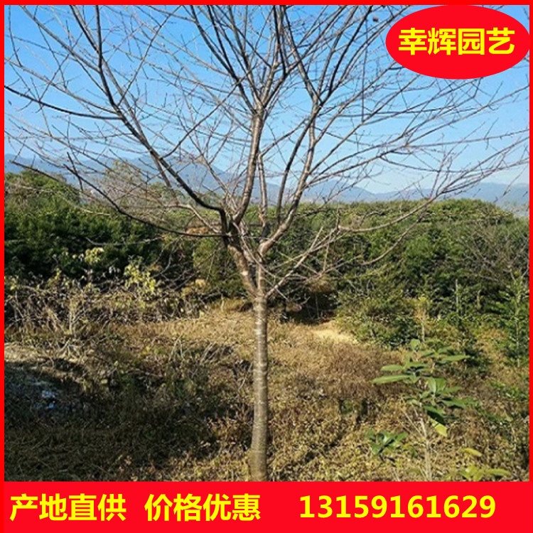 福建山櫻花批發(fā) 產(chǎn)地直供 批發(fā)價格 庭院鄉(xiāng)村綠化 工程苗木