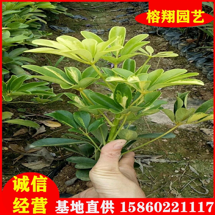 鵝掌柴杯苗批發(fā)20-40基地大量現貨專做綠化苗批發(fā)