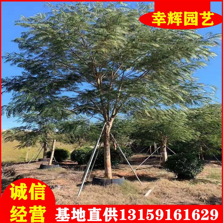 福建山櫻花批發(fā)大基地專做綠化工程苗批發(fā)價格優(yōu)惠