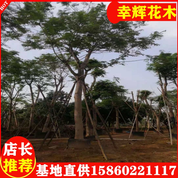 鳳凰木基地價格鳳凰廠家小區(qū)公園工程苗木各種規(guī)格齊全