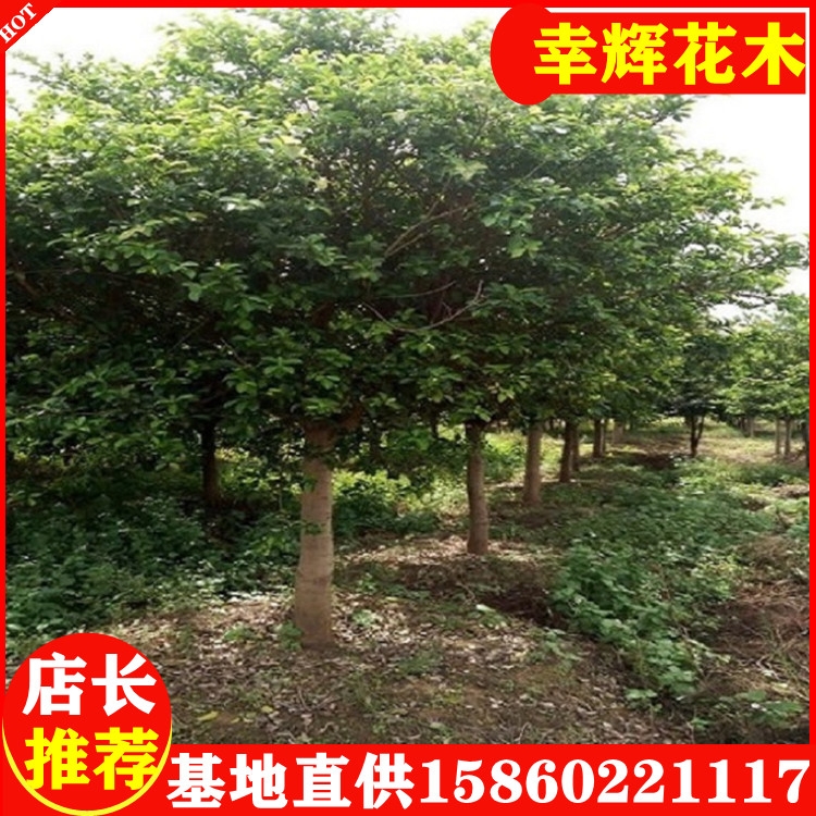 紅皮榕福建紅皮榕價(jià)格漳州基地批發(fā)12公分300起