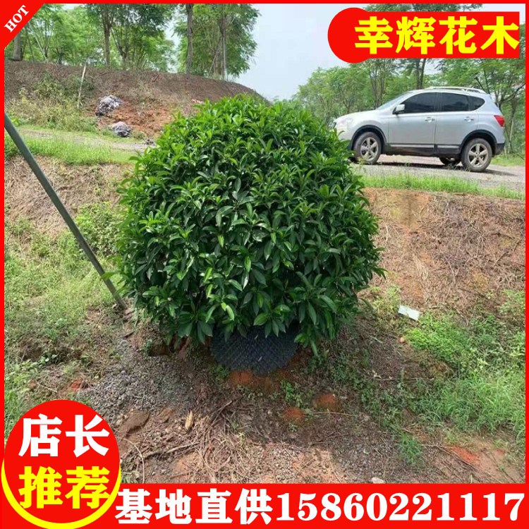 非洲茉莉廠家供應(yīng)室內(nèi)庭院小區(qū)綠植非洲茉莉球1.5米230元