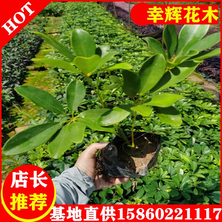 鴨腳木鵝掌柴基地批發(fā)農(nóng)戶自產(chǎn)自銷(xiāo)大量供應(yīng)