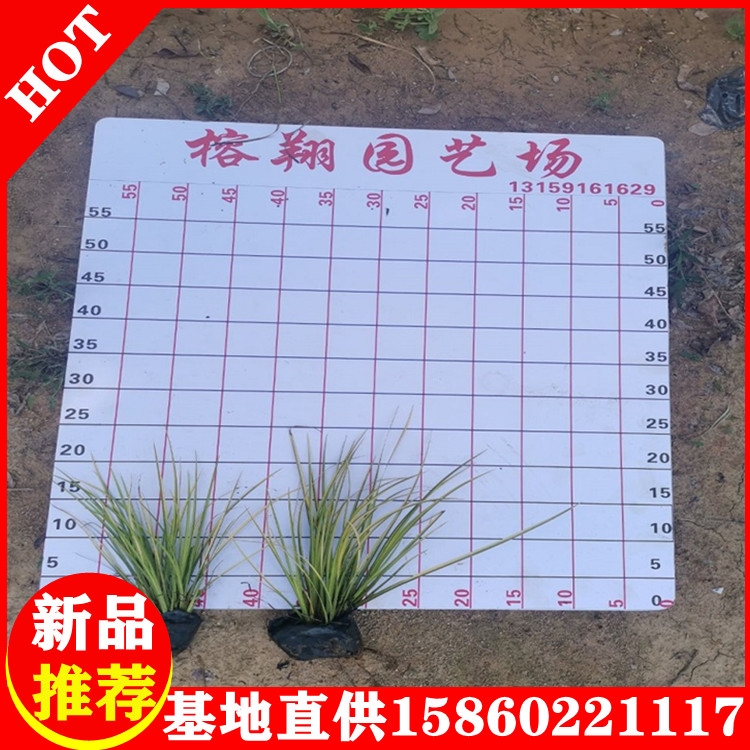 金葉石菖蒲基地批發(fā)水生植物觀賞草品種規(guī)格齊全