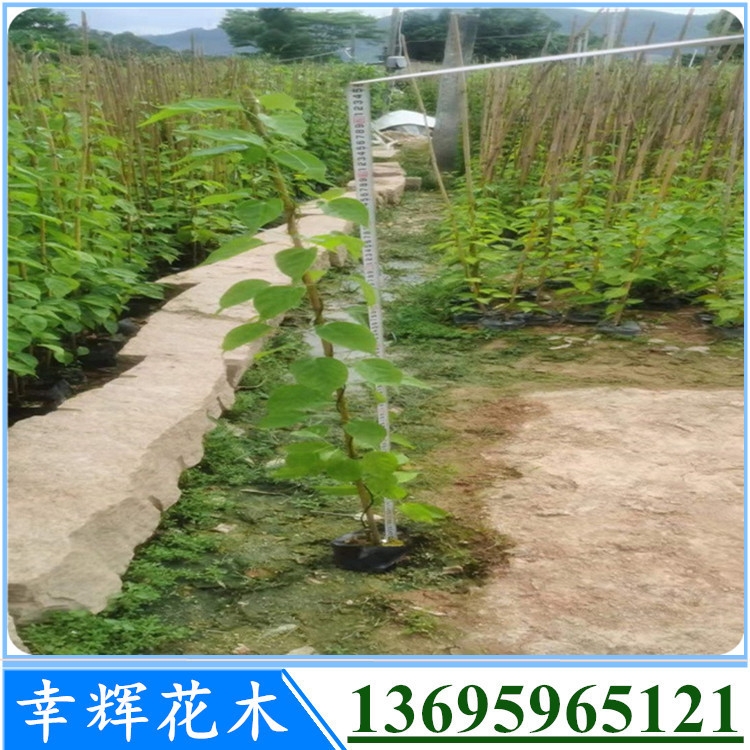 基地大量炮仗花植物苗供應品種規(guī)格齊全炮仗花多種規(guī)格歡迎詢價3000起批