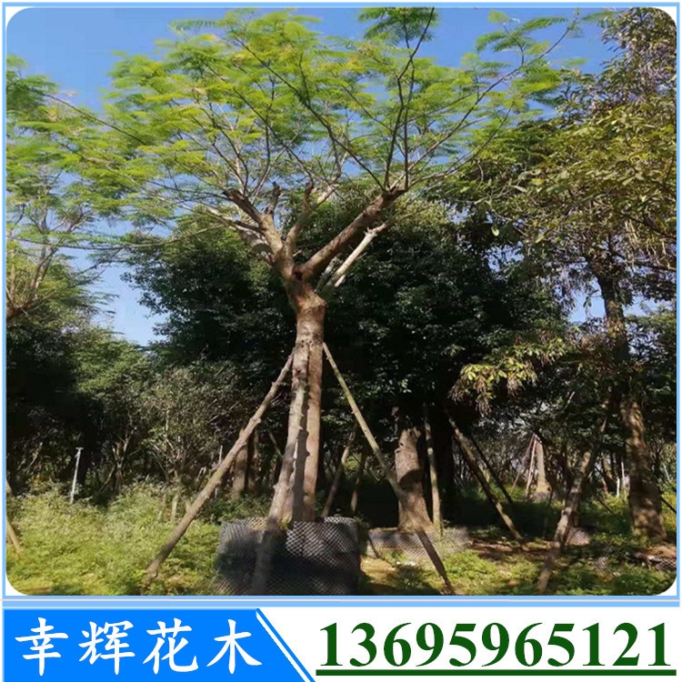 鳳凰木福建鳳凰木基地批發(fā) 綠化苗木產(chǎn)地直供規(guī)格齊全價(jià)格優(yōu)惠3棵起批