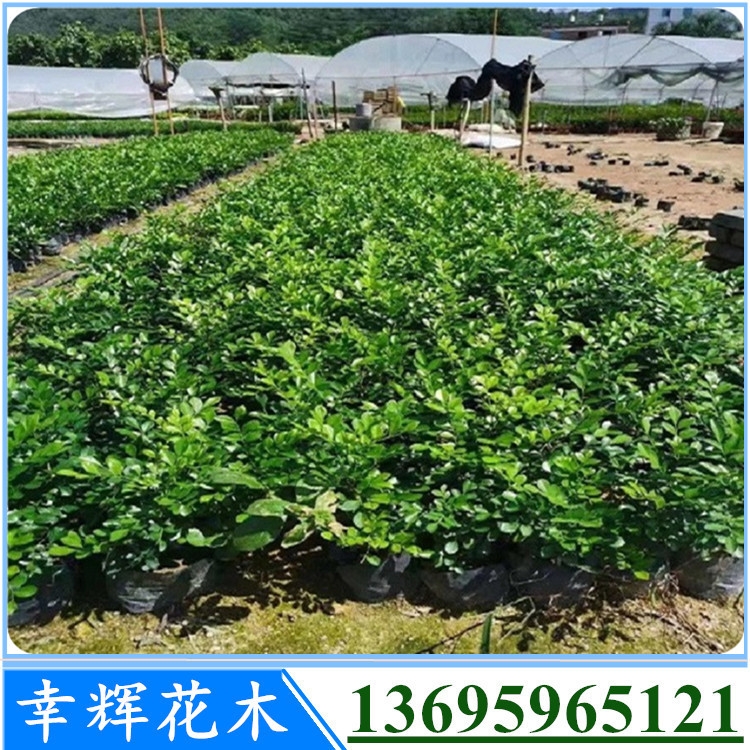 秋季花木場大量供應(yīng)七里香四季常青開花時(shí)花濃香持久