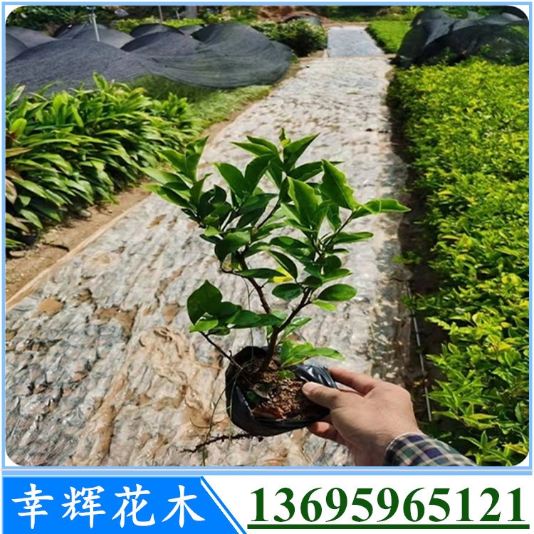 雙色茉莉苗批發(fā)茉莉基地大量現(xiàn)貨白色花易種植物四季開花