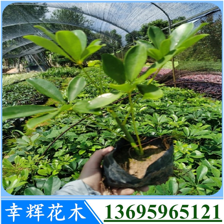 綠化植物鴨腳木連州市哪里有供應(yīng)