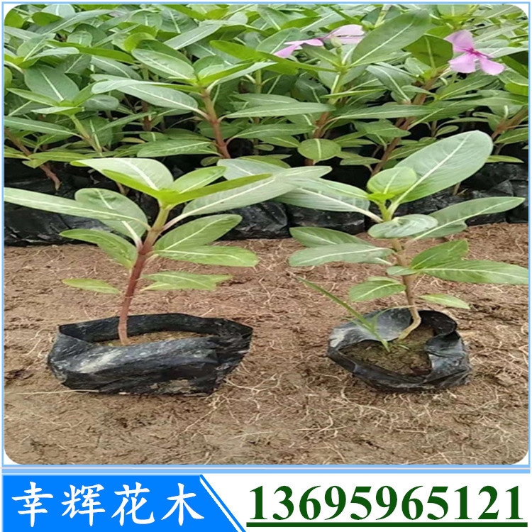 廠家直銷優(yōu)質(zhì)花卉藥用價(jià)值豐富長春花量大從優(yōu)