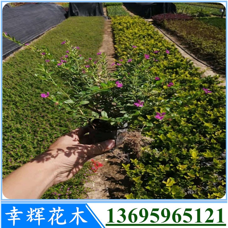 滿天星基地大量現(xiàn)貨供應(yīng)滿天星袋苗杯苗大量供應(yīng)量小可配貨