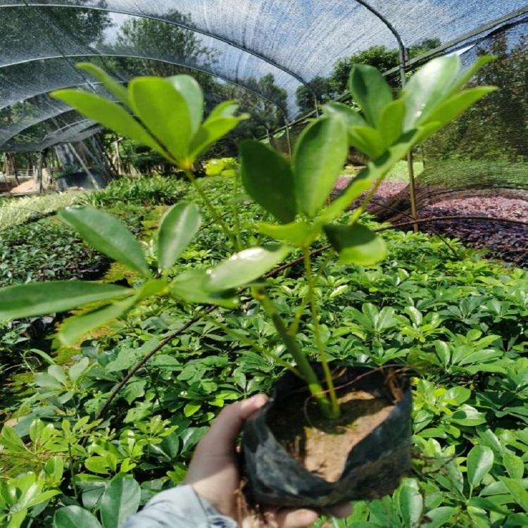 鴨腳木鵝掌柴觀葉植物形狀優(yōu)美基地直供