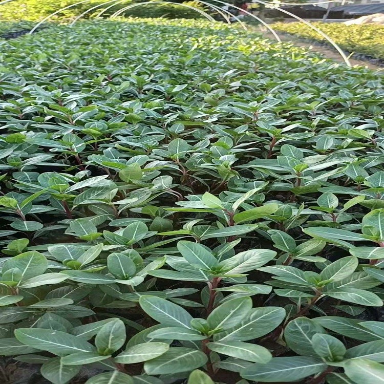 長(zhǎng)春花批發(fā)0.45四季開(kāi)花日日春觀花綠植帶土帶花苗