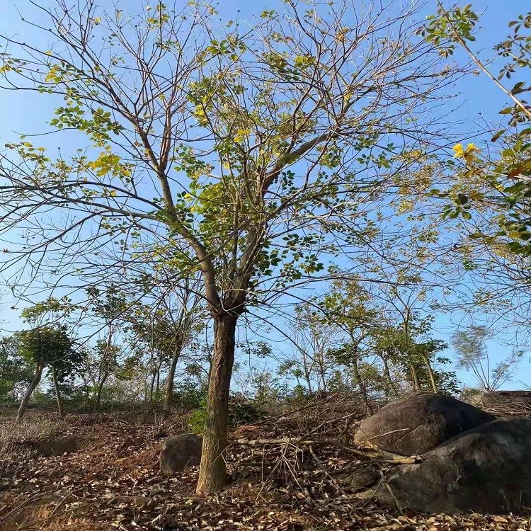 黃花風鈴木批發(fā)產地貨源綠化工程生態(tài)園林基地市政貨10-18公分520起