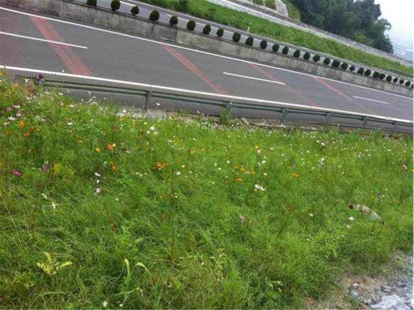 生態(tài)邊坡復綠植草選用芽率高草籽尋甸縣出售