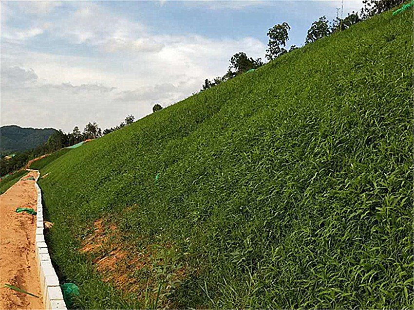 平地邊坡綠化常用綠化植物種子曲靖市專賣