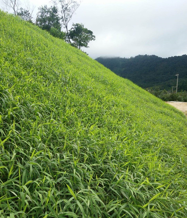 陜西省高速邊坡批發(fā)草種草籽專賣店