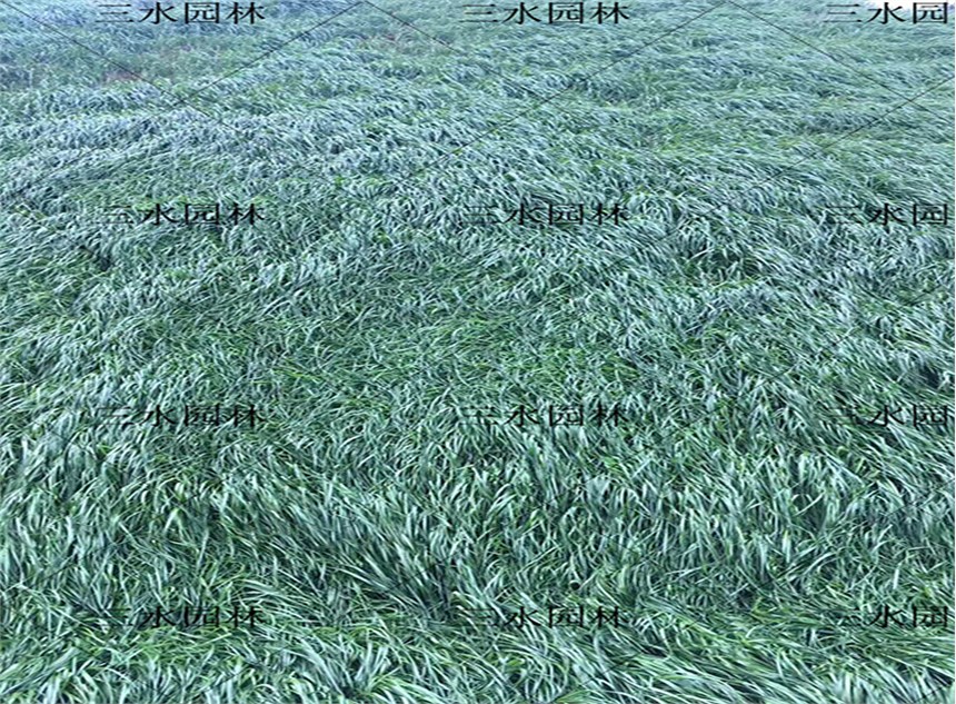 寧波綠化草灌種子批發(fā)價(jià)格