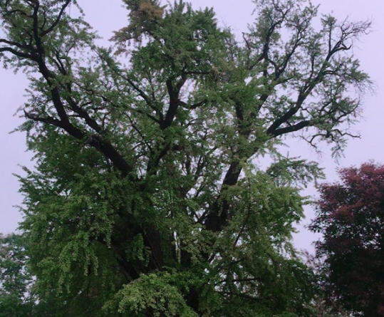 古樹防雷避雷針 防雷接地模塊 離子接地極 特種防雷資質(zhì)公司