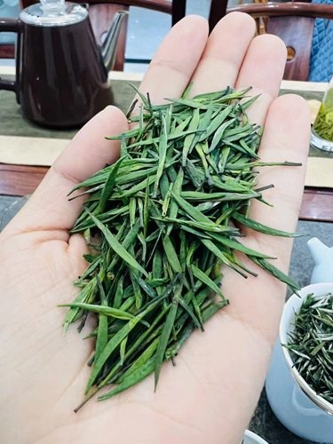 圣普茶廠直接供貨