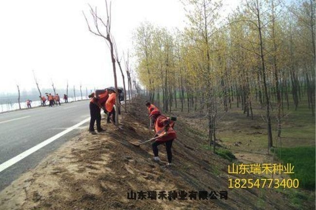 狗牙根草坪種子除草劑公路兩側(cè)綠化花草