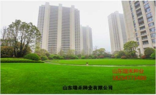 鍦板钩绋粈涔堣崏鍧ó瀛愬ソ鐪嬫棭鐔熺