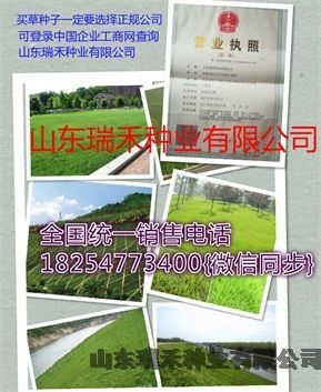 高速護坡草種子品種河道護坡