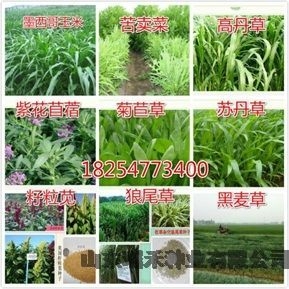 護(hù)坡草種子種什么護(hù)坡草種子好百日草