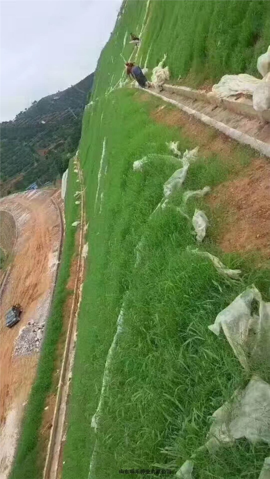 公路護坡草種子百喜草