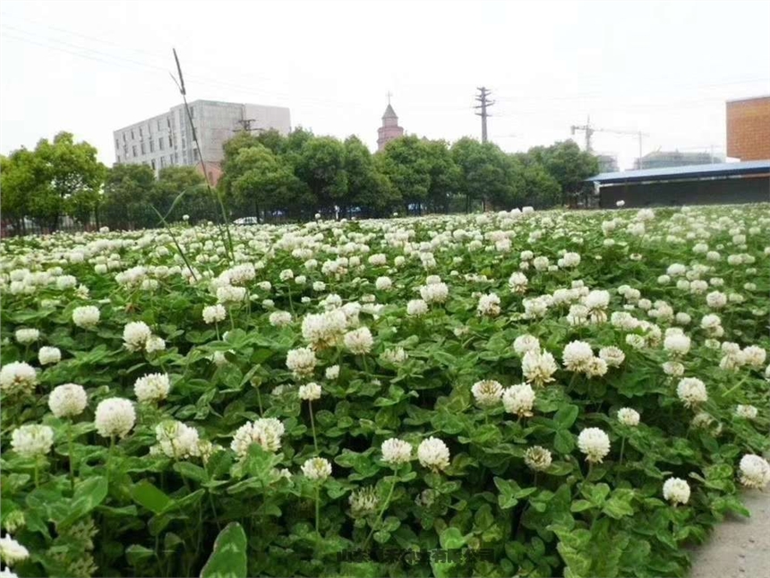 韭菜那種綠化護(hù)坡草種子美麗鄉(xiāng)村