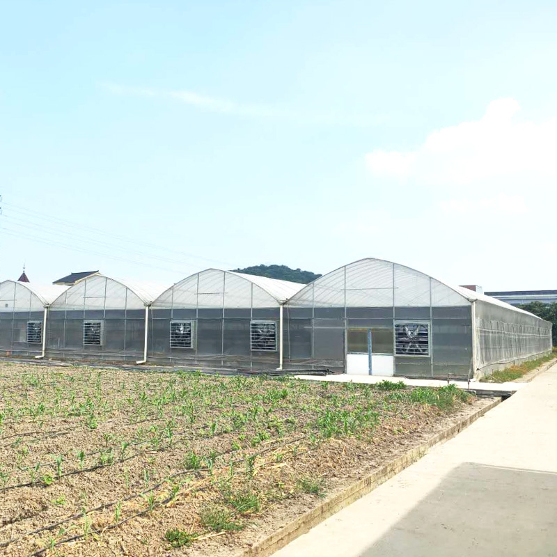 反季蔬菜棚連棟溫室大棚廠家建造基地