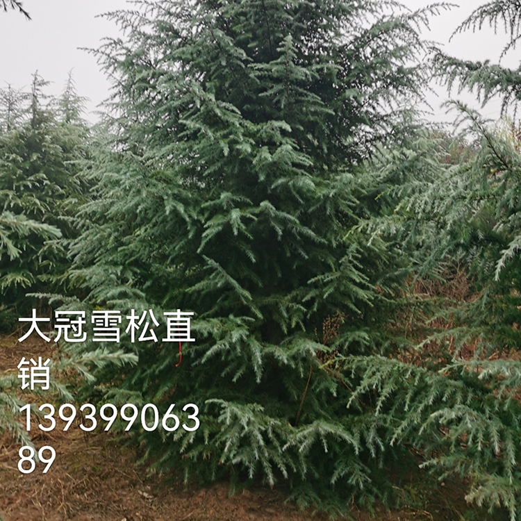 洛陽(yáng)供應(yīng)雪松樹(shù) 大型風(fēng)景樹(shù) 四季種植樹(shù)木