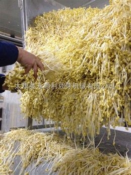 山東青島全自動(dòng)豆芽機(jī)大型豆芽生產(chǎn)線廠家直銷(xiāo)