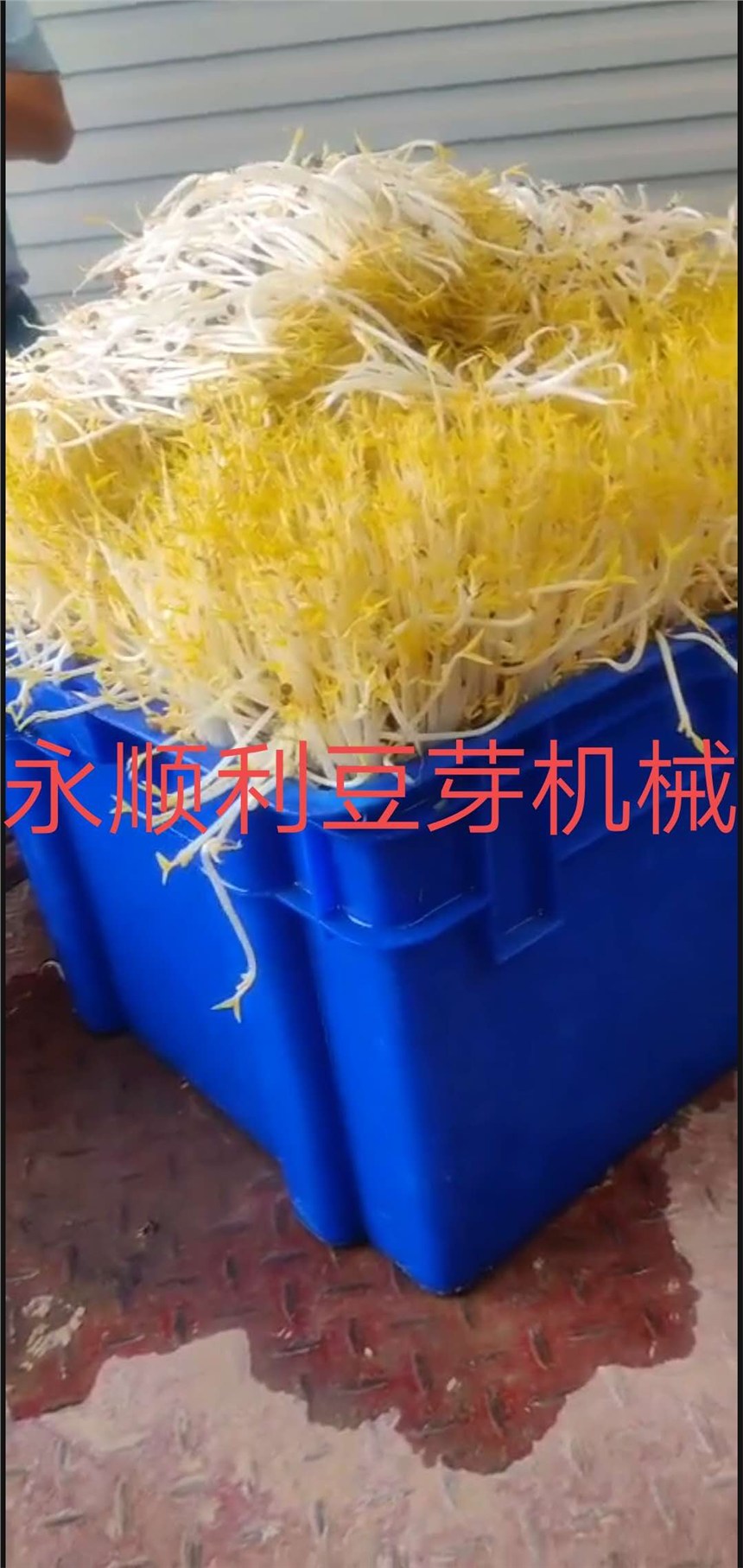 廣東江門全自動(dòng)豆芽機(jī)廠家直銷