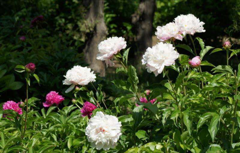 菏澤觀賞牡丹 芍藥  蘆筍一顆苗多少錢一畝地多少錢