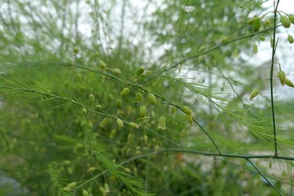 蘆筍種植基地 蘆筍苗批發(fā)價(jià)格