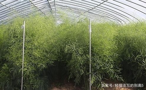 種植蘆筍一畝地大概能種多少棵苗