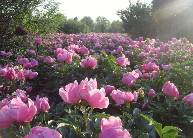 觀賞芍藥種植培育基地