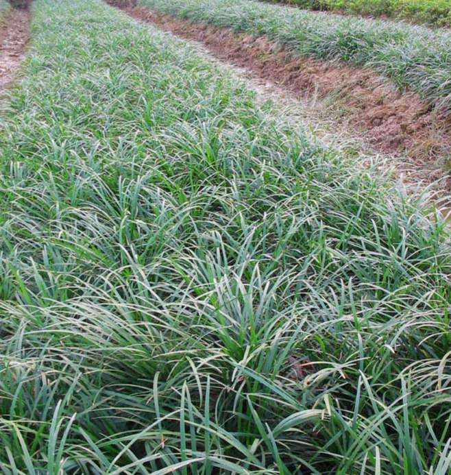 山西麥冬種植方法