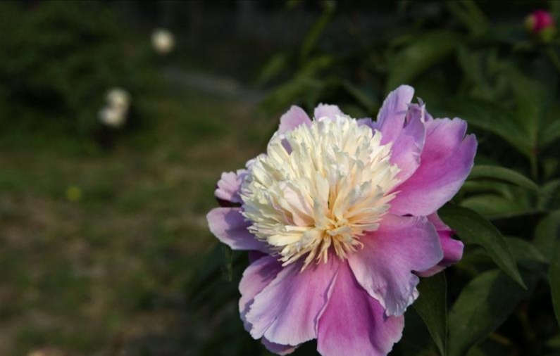 菏澤種植觀賞牡丹 芍藥 蘆筍 市場價位多少